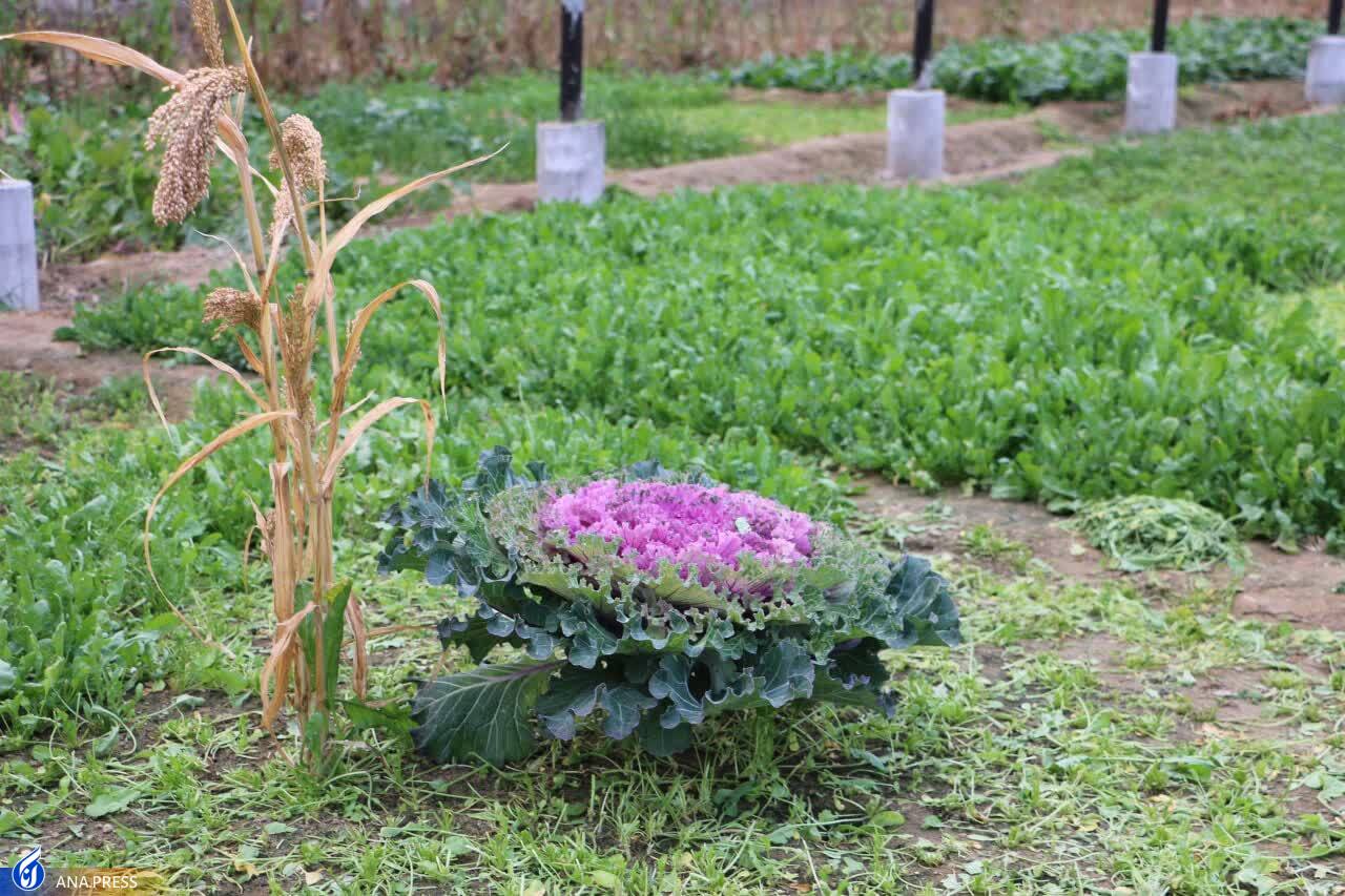 ایجاد شبکه نوآوری محصولات گرمسیری و گیاهان دارویی ایجاد شبکه نوآوری محصولات گرمسیری و گیاهان دارویی