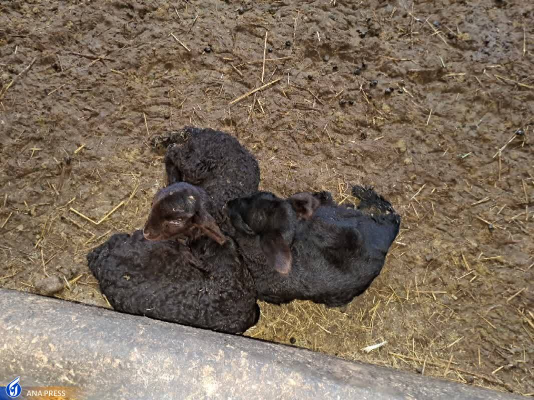 اصلاح نژاد گوسفندهای &laquo;افشار&raquo; برای خودکفایی/ میش&zwnj;هایی که به سه&zwnj;قلوزایی رسیدند