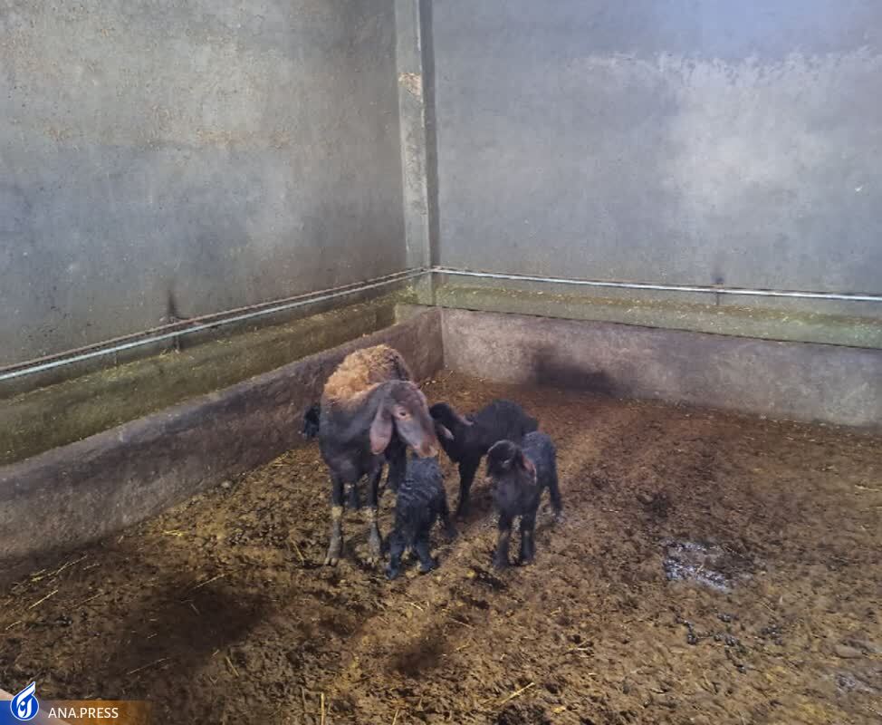 اصلاح نژاد گوسفندهای &laquo;افشار&raquo; برای خودکفایی/ میش&zwnj;هایی که به سه&zwnj;قلوزایی رسیدند