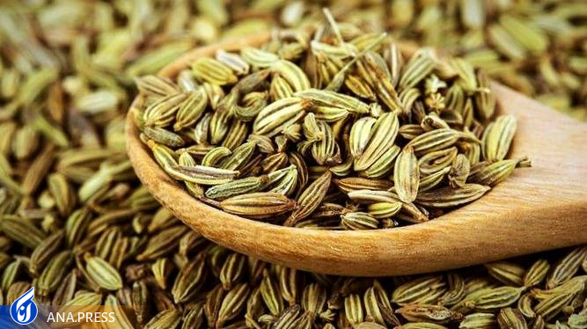 اثرات دوز تابش پلاسمای سرد روی جوانهزنی و رشد ریشه بذر زیره سبز