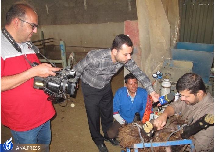 از تولید دانشبنیان گوسفند دوقلوزا تا افزایش بهرهوری در صنعت دامپروری از تولید دانشبنیان گوسفند دوقلوزا تا افزایش بهرهوری در صنعت دامپروری