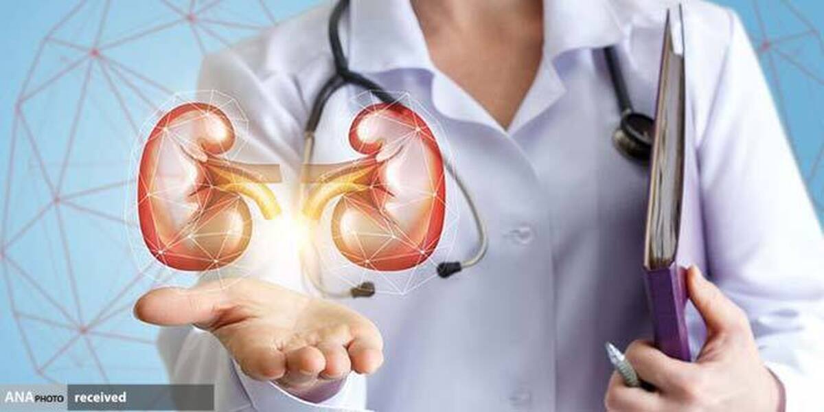 بازسازی کلیههای آسیب دیده از دیابت