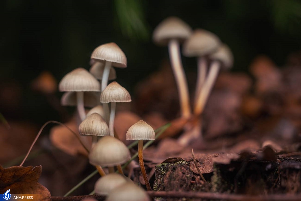 ترکیب فعالی در قارچ خوراکی برای درمان آلزایمر موثر است