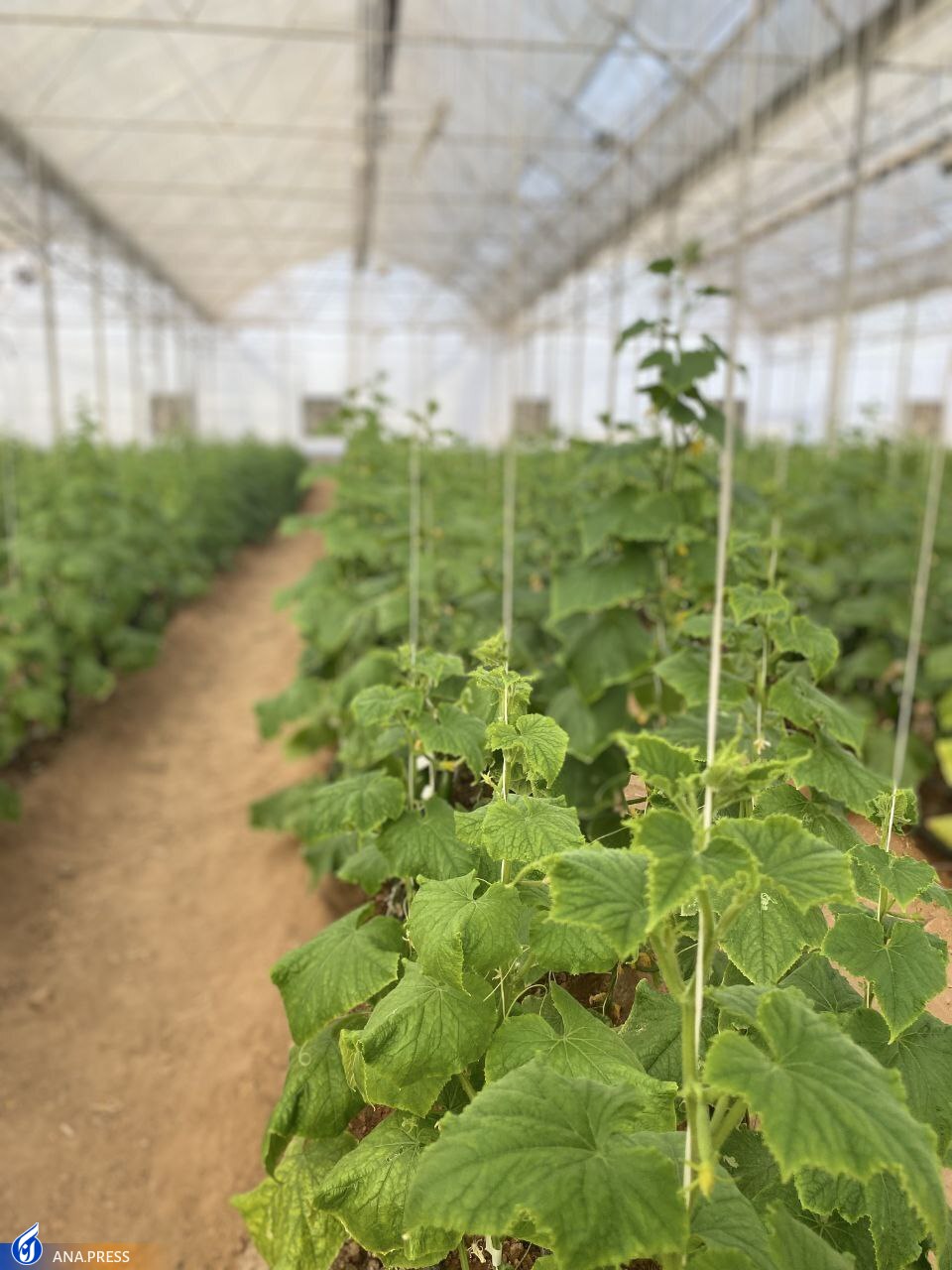 ایجاد شبکههای علمی اجرایی با محور سرای نوآوری بذر و نهادههای گلخانهای ایجاد شبکههای علمی اجرایی با محور سرای نوآوری بذر و نهادههای گلخانهای