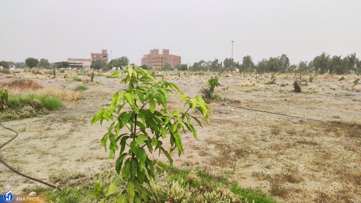 اجرای طرح ۱۵ هکتاری کشت مرکبات، نخیلات و انبه در میناب