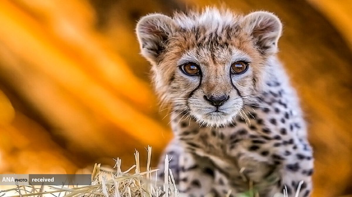 مستند سازی روند درمانی «پیروز»