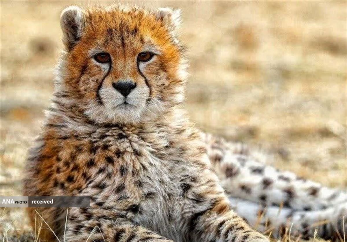 ذخیره ژنی «پیروز» در مرکز ملی ذخایر ژنتیکی کشور