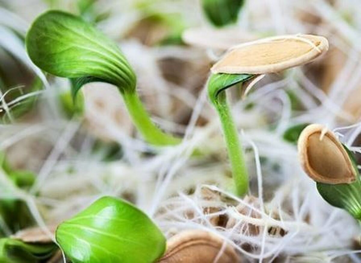 چطور با تخم کدو «سبزه تراریومی» سبز کنیم؟