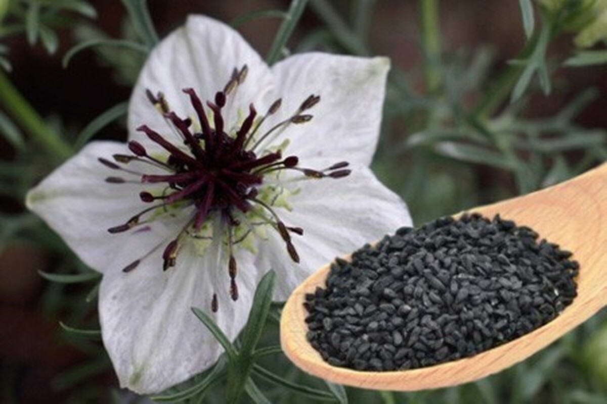چطور سبزه سیاهدانه سبز کنیم؟