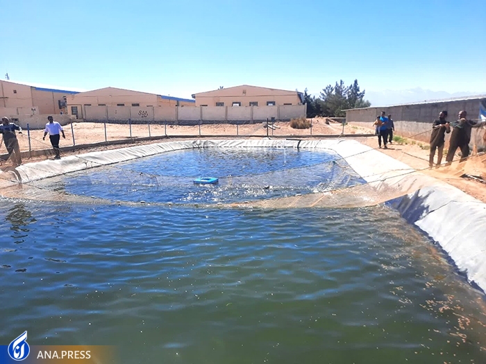 آغاز صید ماهی قزل&zwnj;آلای 2 میلیارد ریالی در دانشگاه آزاد اسلامی اشکذر