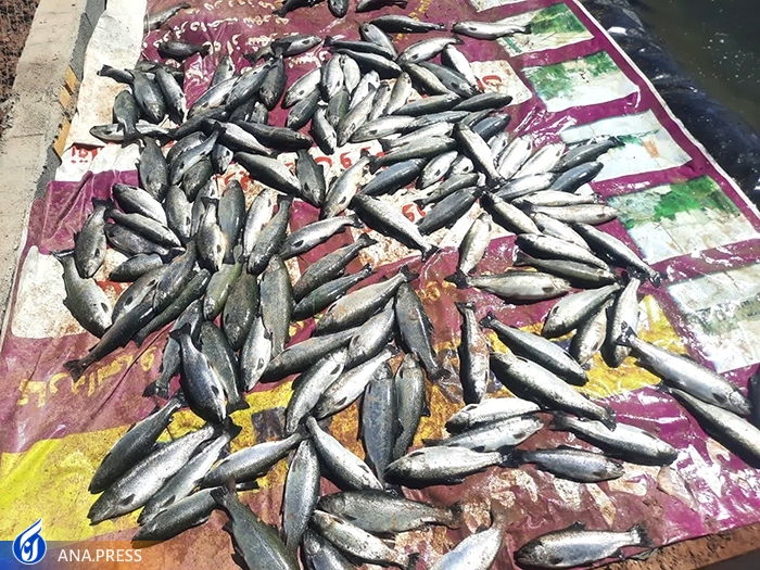 آغاز صید ماهی قزل&zwnj;آلای 2 میلیارد ریالی در دانشگاه آزاد اسلامی اشکذر