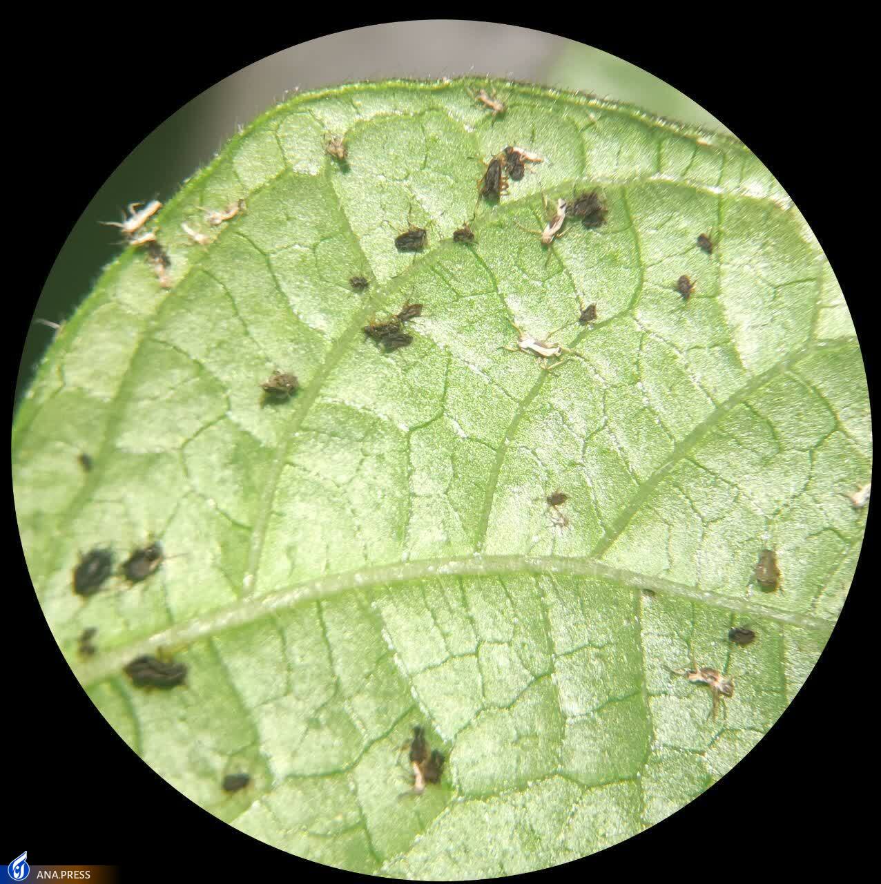 آماده/تولید سموم دفع آفات نباتی با ترکیبات بیخطر برای انسان آماده/تولید سموم دفع آفات نباتی با ترکیبات بیخطر برای انسان