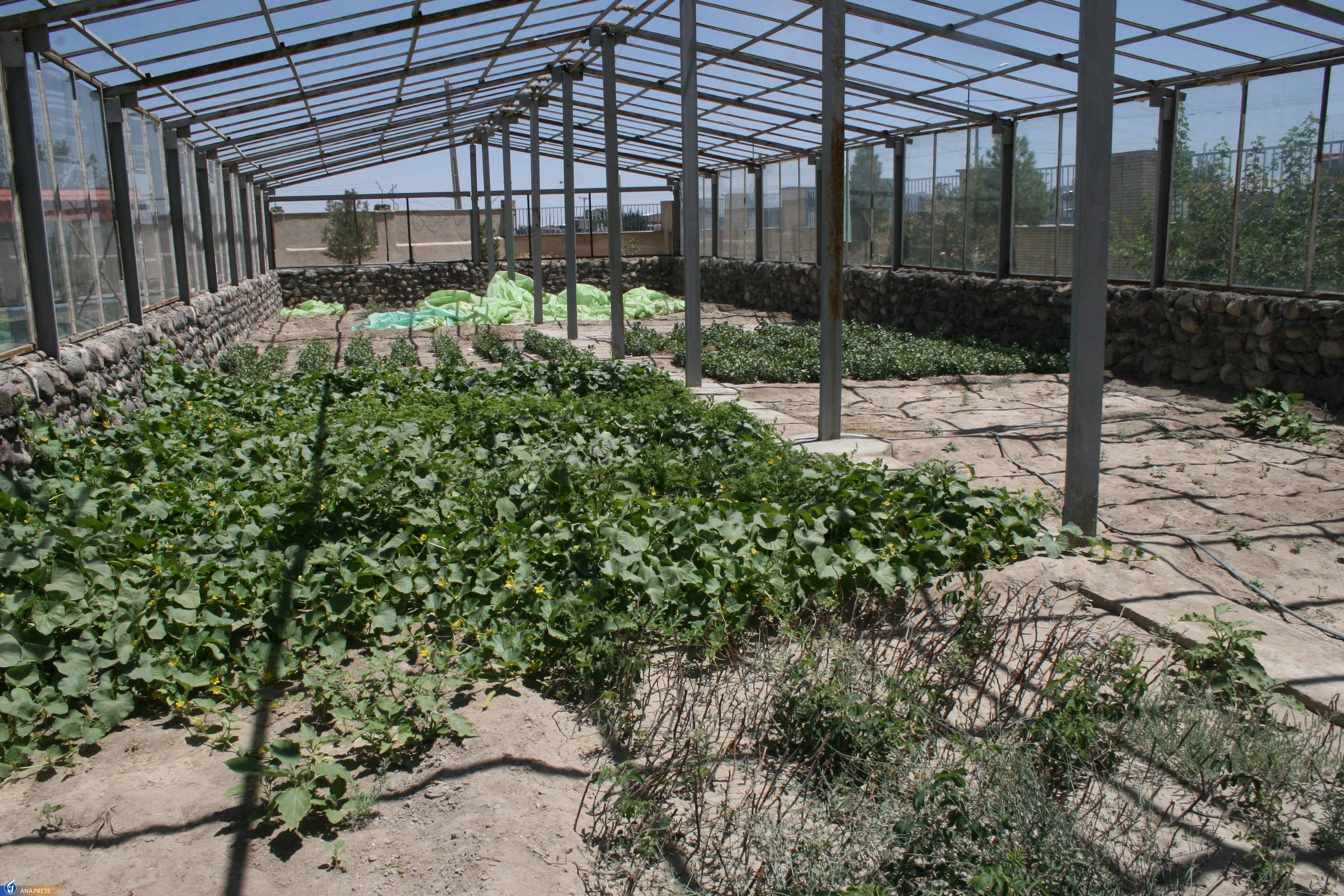 از ارائه ۴۰ طرح پژوهشی و ۱۰۰ مقاله علمی تا احیای مزرعه تحقیقاتی از ارائه ۴۰ طرح پژوهشی و ۱۰۰ مقاله علمی تا احیای مزرعه تحقیقاتی