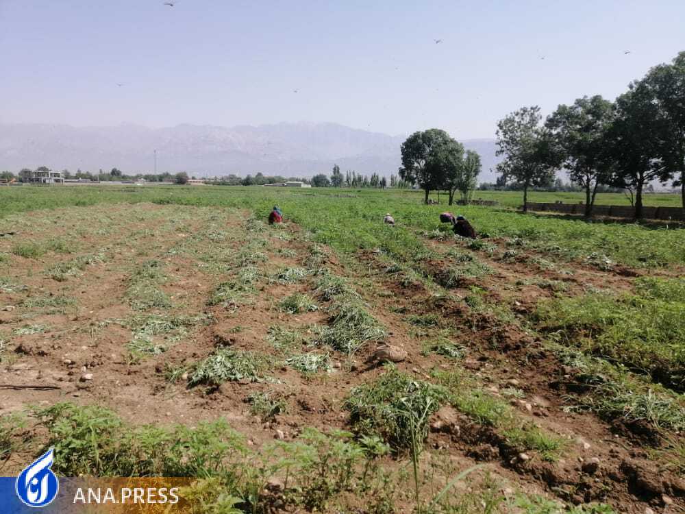 تولید محصول دانشبنیان برای درمان سنگ کلیه تولید محصول دانشبنیان برای درمان سنگ کلیه