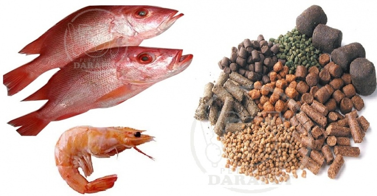 معرفی ۴ مکمل خوراکی جدید برای آبزیان توسط محققان ایرانی