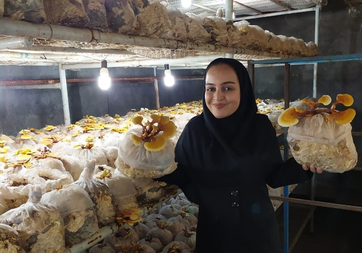 مصاحبه با بانوی کارآفرین تولید کننده قارچ گانودرما، زهرا آقائی