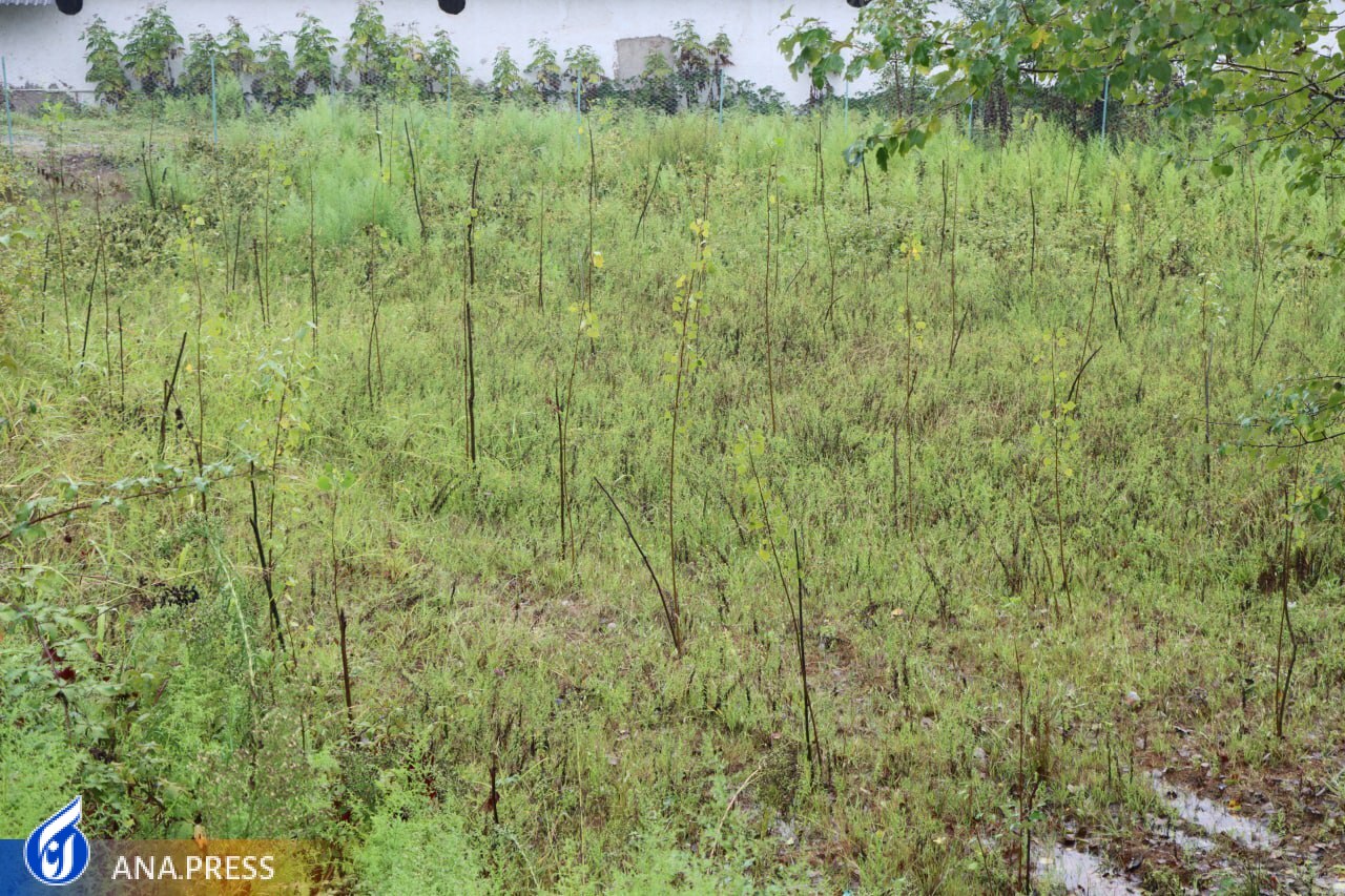 اخبار خوش برای دانشجویان رشته کشاورزی/ از راهاندازی گلخانه تا ایجاد دانشکده هوشمند اخبار خوش برای دانشجویان رشته کشاورزی/ از راهاندازی گلخانه تا ایجاد دانشکده هوشمند