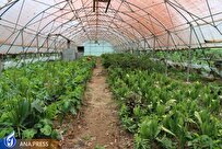 اخبار خوش برای دانشجویان رشتی/ از راهاندازی گلخانه و مرغداری تا ایجاد دانشکده کشاورزی هوشمند