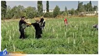 آغاز-برداشت-مزرعه‌ای-گل-مریم-در-فیروزآباد- - - - - - -  