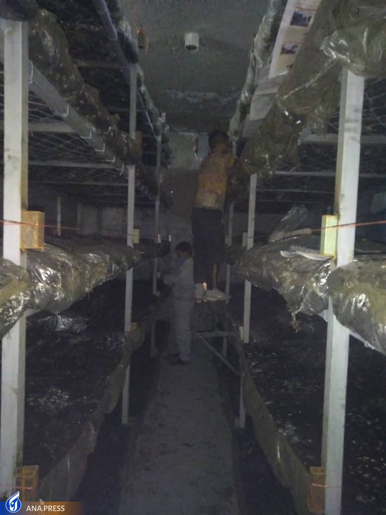 بهره&zwnj;برداری از سالن تولید قارچ خوراکی دانش&zwnj;بنیان در تفرش