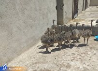 اصلاح-نژاد-و-افزایش-بهره‌وری-در-پرورش-شترمرغ-با-حمایت-دانش‌بنیان‌ها
