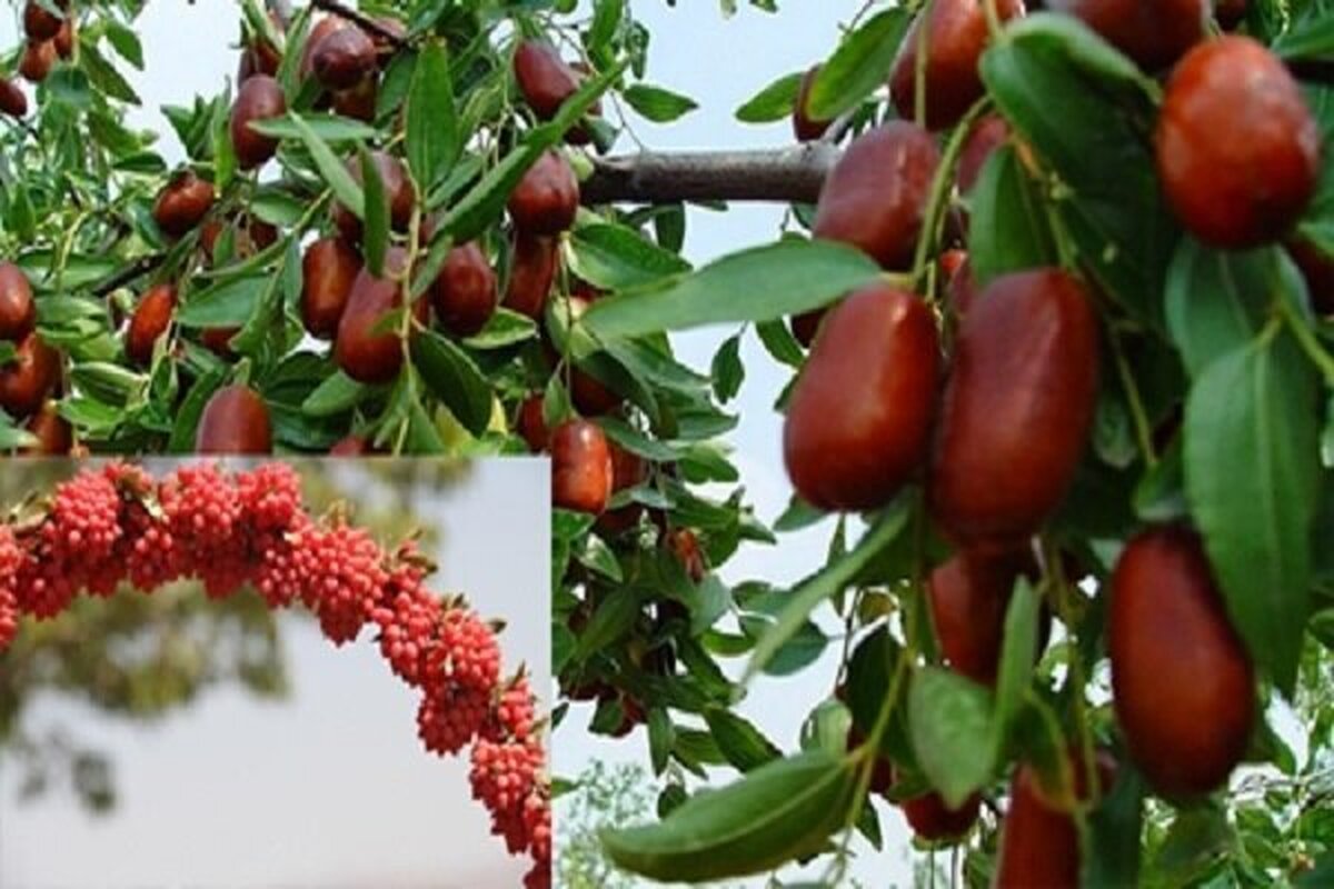 تولید فناورانه ۲۰ فرآورده دارویی و غذایی از «زرشک» و «عناب»