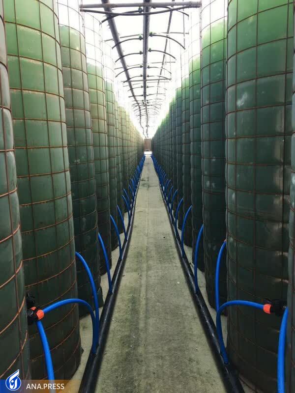 تولید دستگاه تصفیه هوای بیولوژیک برای مقابله با آلودگی هوا/ این محصول اندازه 150 درخت 10 ساله تولید اکسیژن می&zwnj;کند