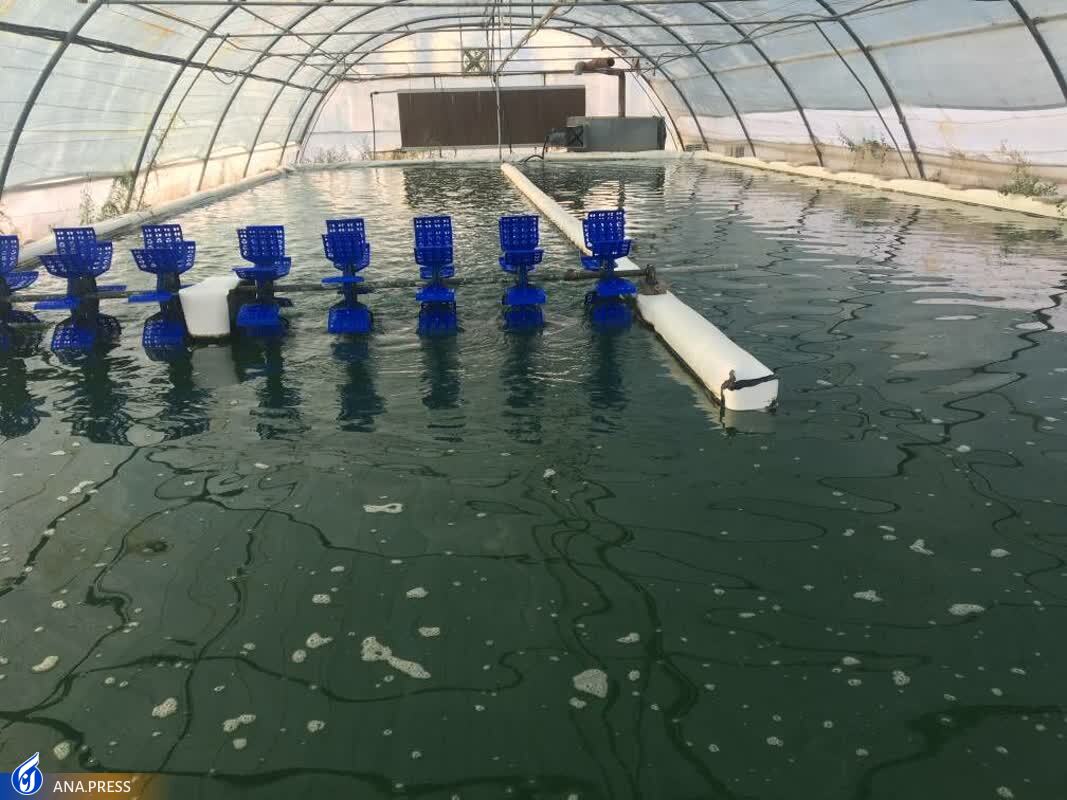 تولید دستگاه &laquo;تصفیه هوای بیولوژیک&raquo;/ محصولی که به اندازه ۱۵۰ درخت اکسیژن تولید می&zwnj;کند