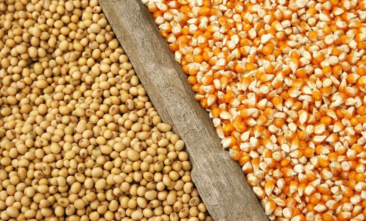 تلاش دانشبنیانی برای بینیازی کشور از واردات خوراک آبزیان، طیور و دام