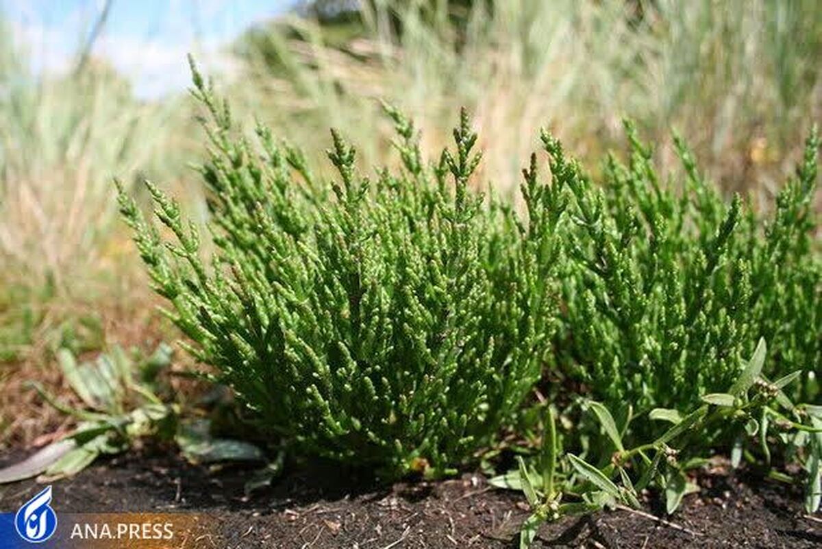 تولید چاشنی شور گیاهی برای نخستین‌بار در ایران