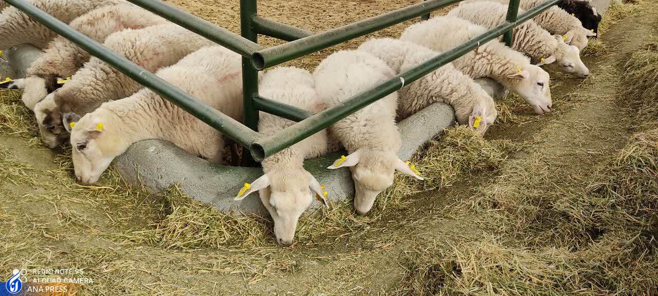 قطب کشاورزی شمال&zwnj; غرب در اندیشه توانمندسازی حوزه&zwnj;های دانش&zwnj;بنیان