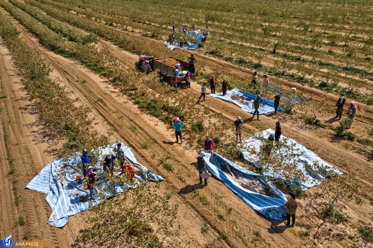 معرفی محصول استراتژیک ملی و بینالمللی در جشنواره منطقهای معرفی محصول استراتژیک ملی و بینالمللی در جشنواره منطقهای