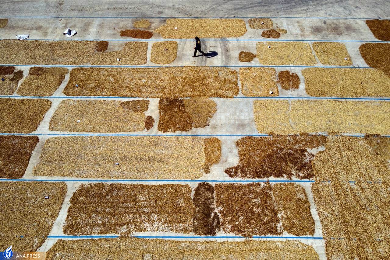 سرمایهگذاری ۴۰ میلیارد ریالی فرآوری پسته در شهرستان خوشاب سرمایهگذاری ۴۰ میلیارد ریالی فرآوری پسته در شهرستان خوشاب