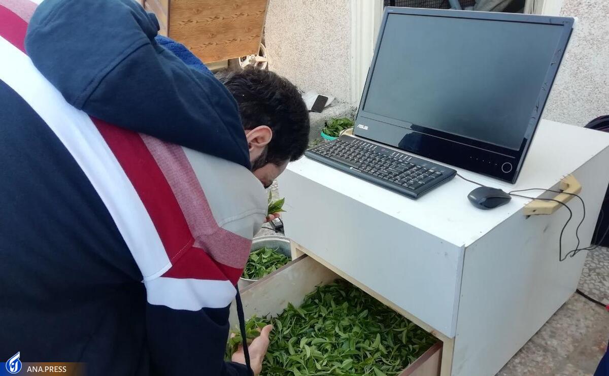 تجاریسازی دستگاه سنجش کیفیت برگ سبز چای بر مبنای هوش مصنوعی
