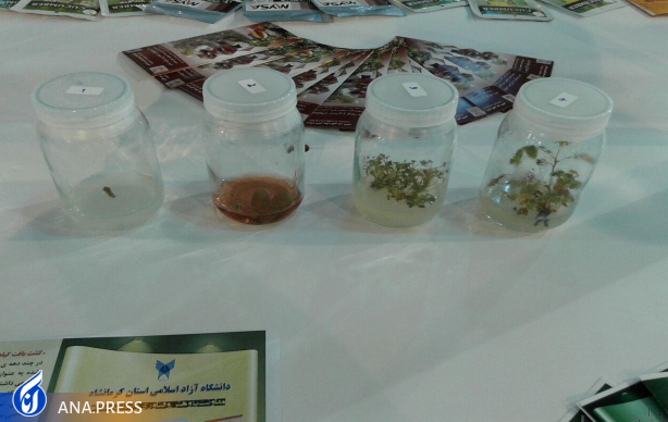 تولید دانشبنیان پایههای کشتبافتی گل محمدی و درختان میوه تولید دانشبنیان پایههای کشتبافتی گل محمدی و درختان میوه