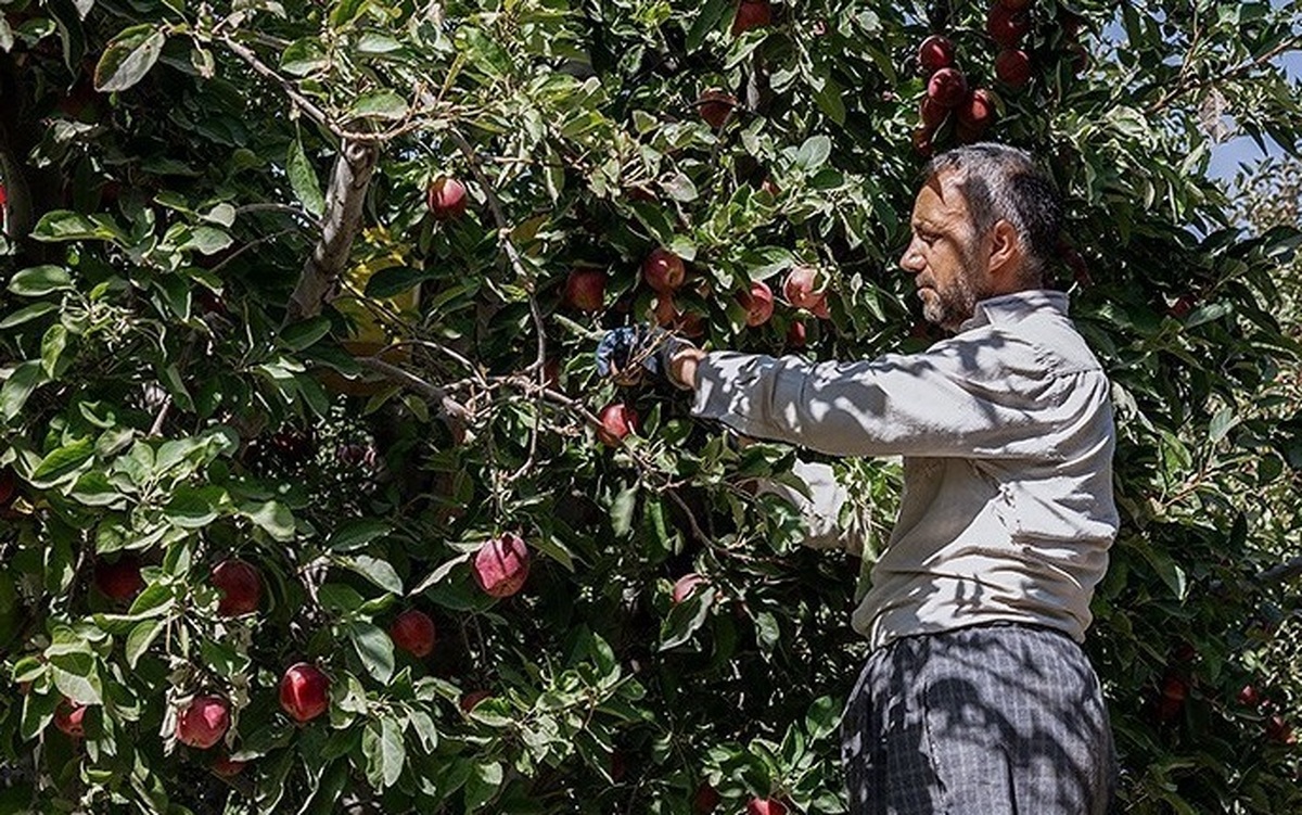 سرای نوآوری محصولات باغی در ارومیه راهاندازی میشود