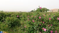 نگاه فناورانه مرکز تحقیقات گیاهان دارویی ادویهای و عطری به حوزه سلامت