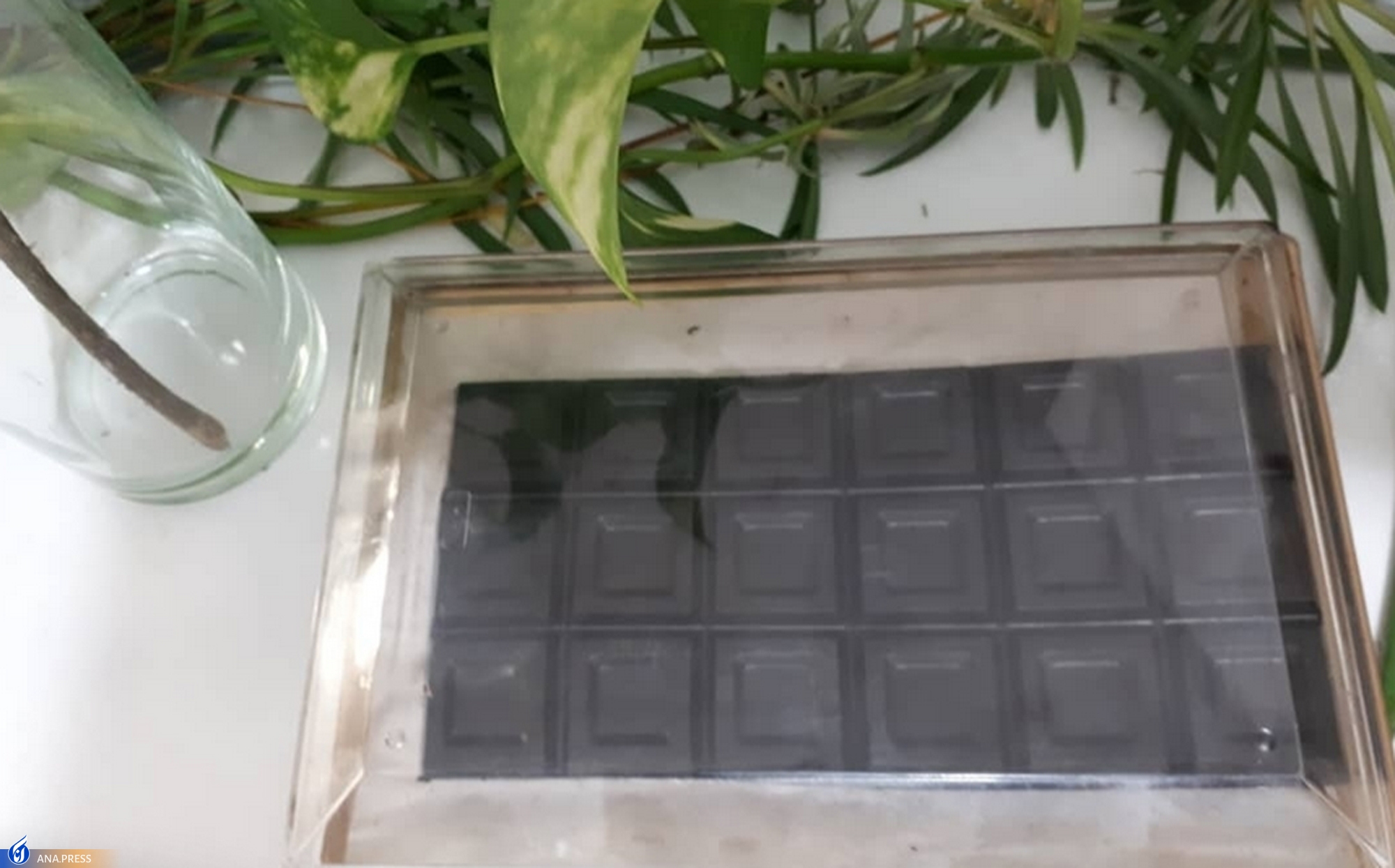 محصولی عملگرا که به درمان سنگ کلیه و بهبود دستگاه گوارش کمک می&zwnj;کند