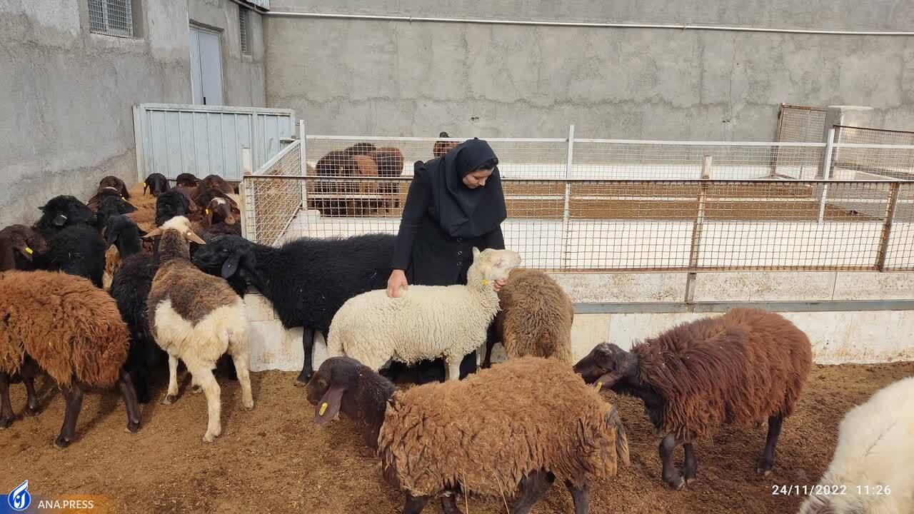 اشتغالزایی بانوی کارآفرین با تولید دام هترو و هموی