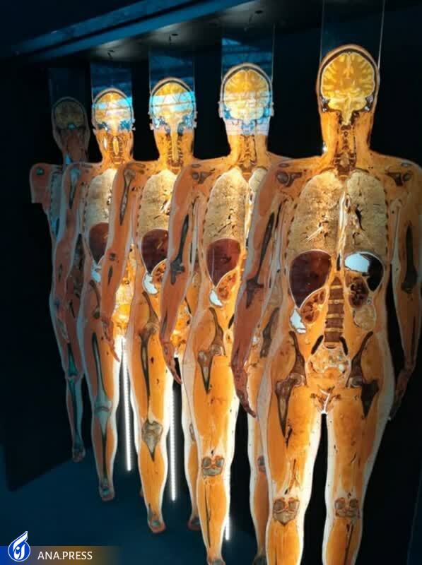 محصول جایگزین مولاژهای خارجی در ایران تولید شد