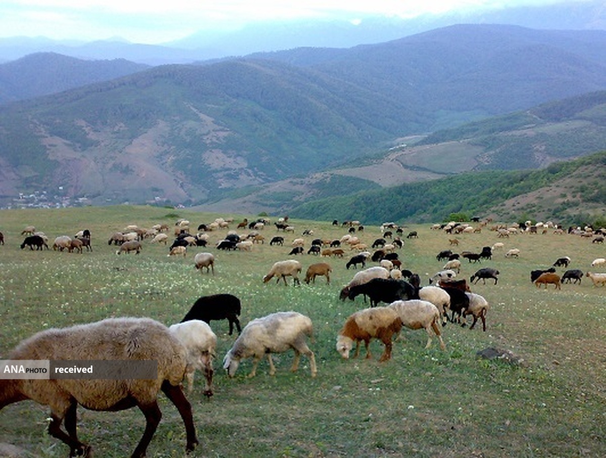 چرا و اجاره بی رویه دام در منطقه حفاظت شده البرز جنوبی ساماندهی می شود