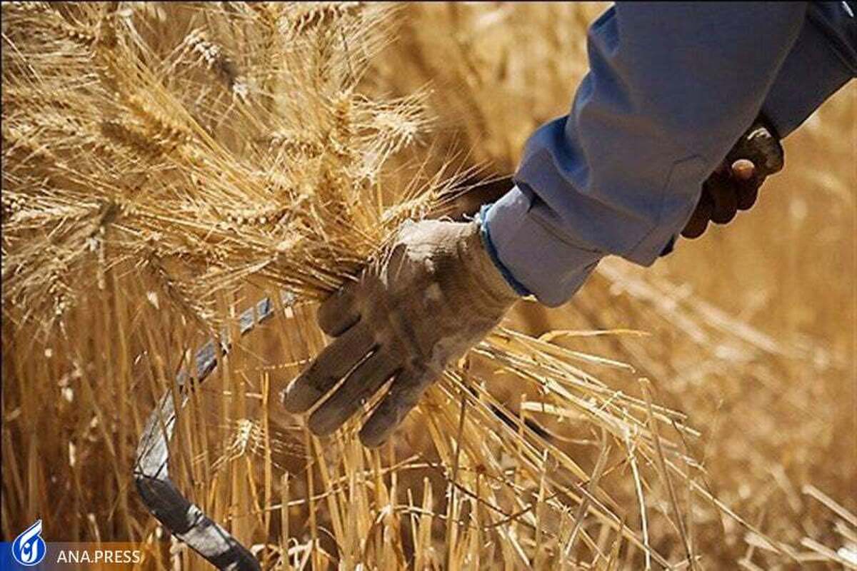 قیمت خرید تضمینی گندم تعیین شد