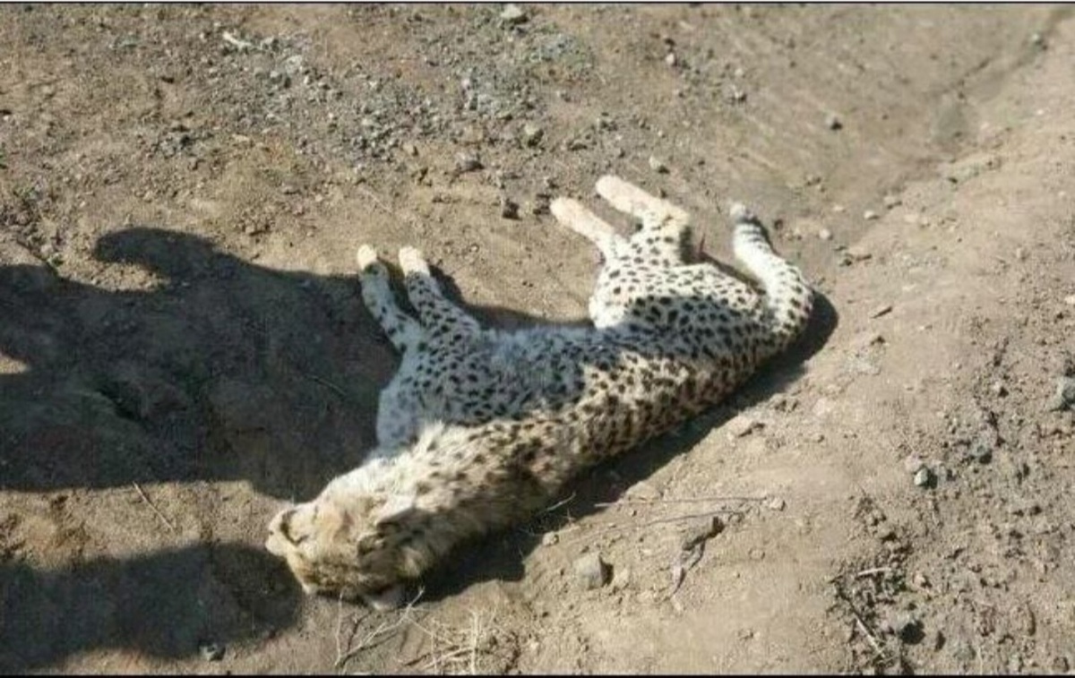 یک یوز آسیایی در اثر تصادف جاده ای تلف شد