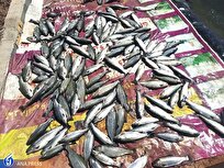 آغاز صید قزل‌آلا از استخر پرورش ماهی دانشگاه آزاد اشکذر