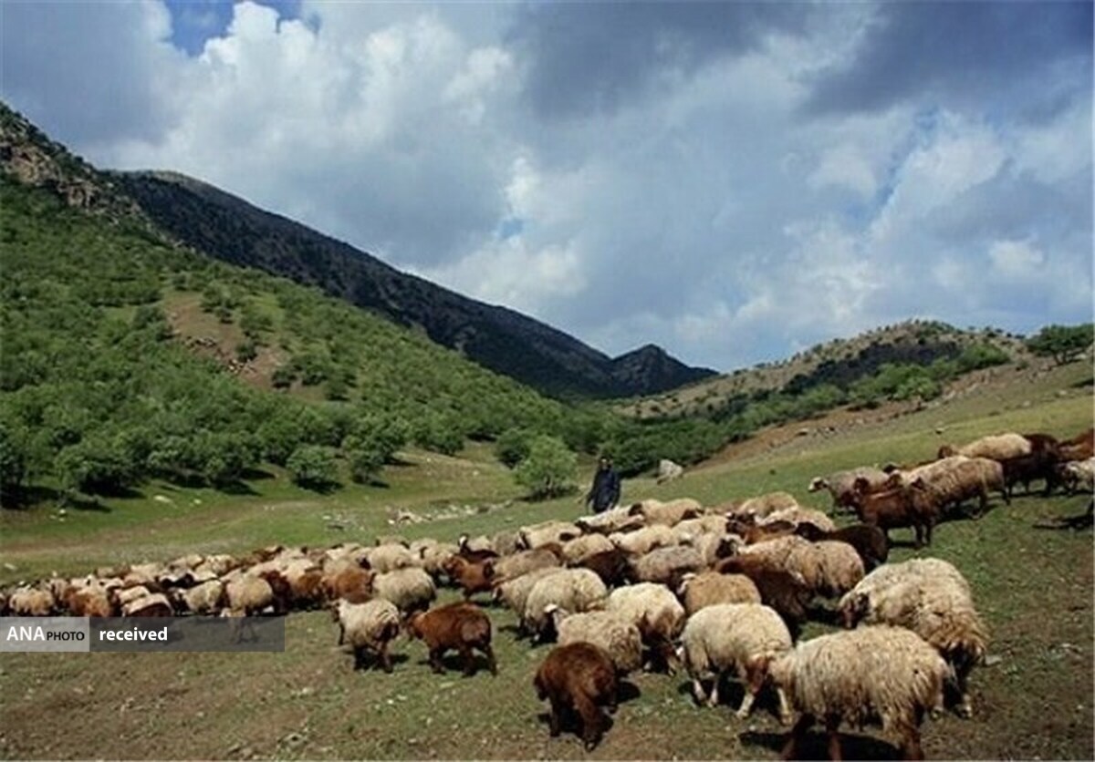 اخراج ۸۸۵۰ رأس دام غیر مجاز از مناطق تحت مدیریت محیط زیست در دماوند