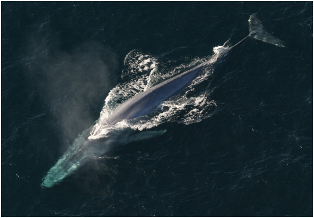 6 جانور عظیمالجثهای که واقعاً وجود دارند 6 جانور عظیمالجثهای که واقعاً وجود دارند