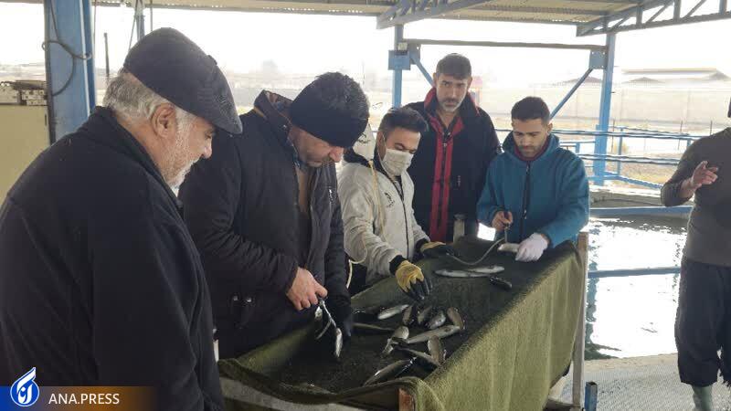 رشته دامپزشکی در دانشگاه آزاد اسلامی ورامین راهاندازی میشود رشته دامپزشکی در دانشگاه آزاد اسلامی ورامین راهاندازی میشود