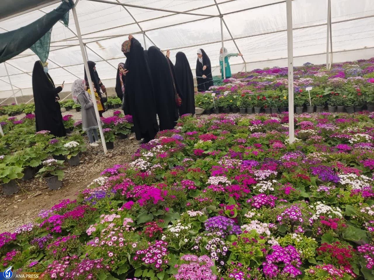 ۲ محصول گیاهی کاربردی در حوزه پزشکی تولید و تجاریسازی میشود ۲ محصول گیاهی کاربردی در حوزه پزشکی تولید و تجاریسازی میشود