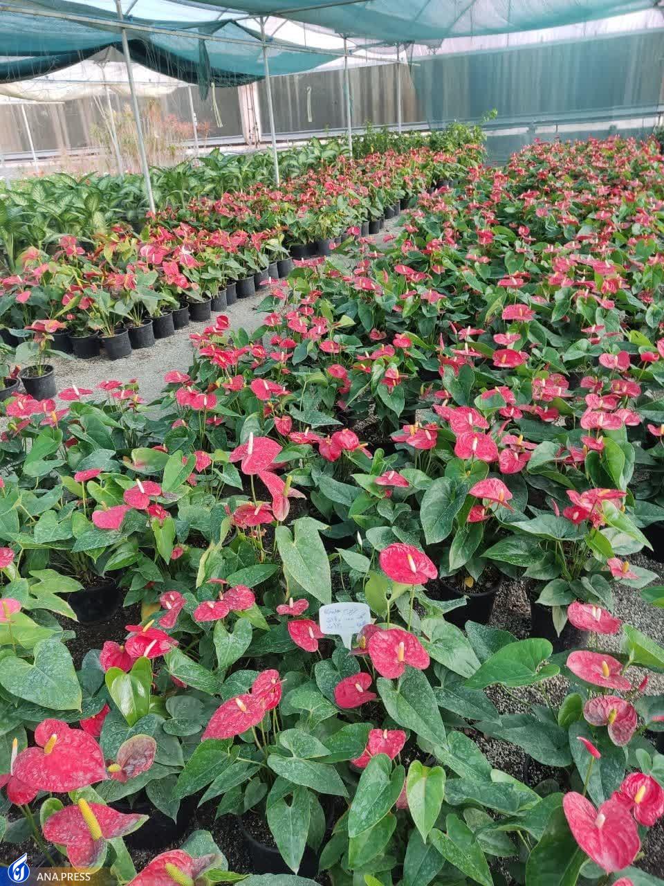 ۲ محصول گیاهی کاربردی در حوزه پزشکی تولید و تجاریسازی میشود ۲ محصول گیاهی کاربردی در حوزه پزشکی تولید و تجاریسازی میشود