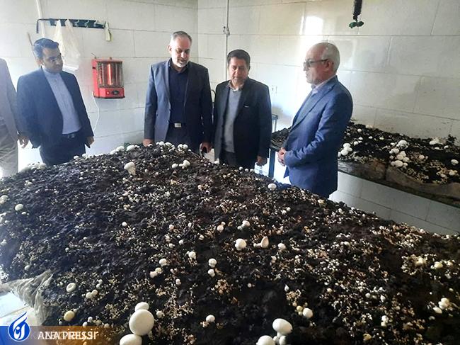 دانشگاه آزاد اشکذر در مسیر طرحهای درآمدزایی غیرشهریهای/ از نیروگاه خورشیدی تا کارگاه پرورش قارچ دانشگاه آزاد اشکذر در مسیر طرحهای درآمدزایی غیرشهریهای/ از نیروگاه خورشیدی تا کارگاه پرورش قارچ